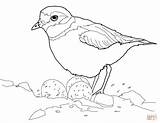 Plover Coloring Piping Nest Bird Drawing Pages Eggs Dot sketch template
