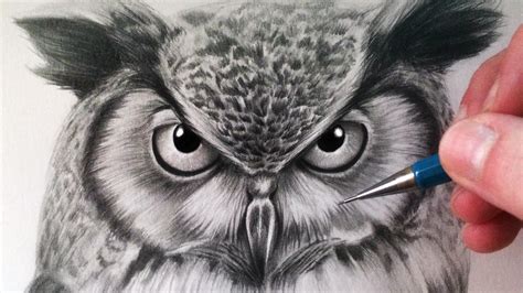 owl drawing  getdrawings