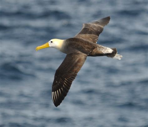 critically endangered waved albatross  galapagos discovering