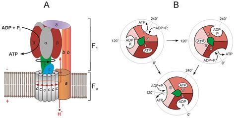 ijms  full text ffo atp synthaseatpase contemporary view  unidirectional catalysis