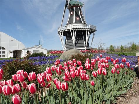 tulips  windmill  windmill park holland mi photo  sandy carlson