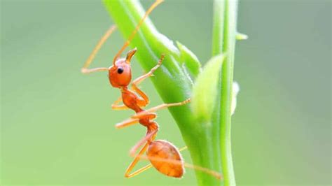 ants sleep researchers  investigating  question