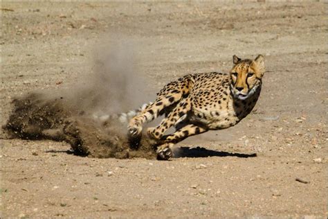 worlds fastest animal faster   ferrari