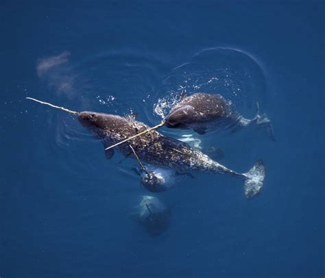 narwhal species facts info  wwfca