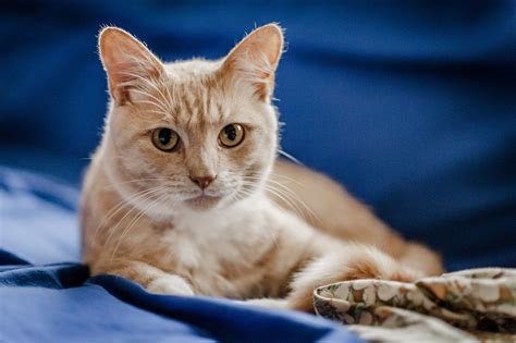 Caring For A Cat With Asthma Feline Asthma Blue Cross