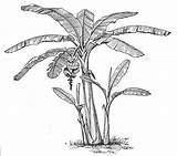 Pencil Pohon Sketsa Pisang Roots Botanical Plantain Menggambar Dibuat Tattoo sketch template