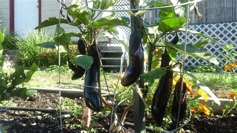 japanese eggplant plants garden japanese