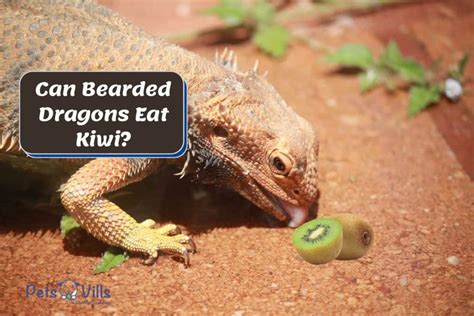 bearded dragons eat kiwi   safe