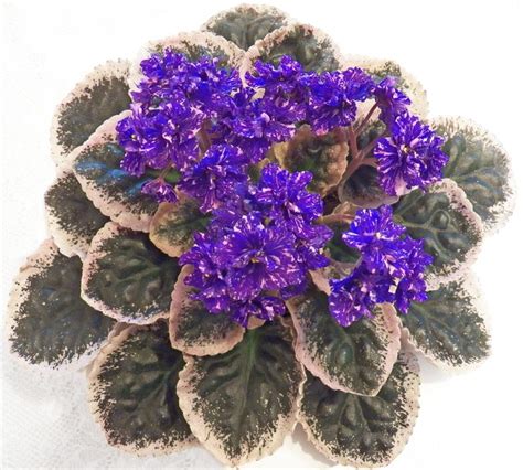 C African Violet Society Of America