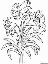 Flowers Lily Plants Coloring Flower Pages sketch template