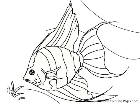 realistic ocean fish coloring pages fischlexikon