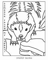 Possum Skunk Opossum Stinktiere Colocolo Getcolorings Flickriver Monito Monte Coloringhome sketch template