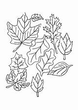 Feuilles Leaves sketch template