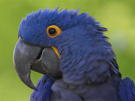 flying animal hyacinth macaw