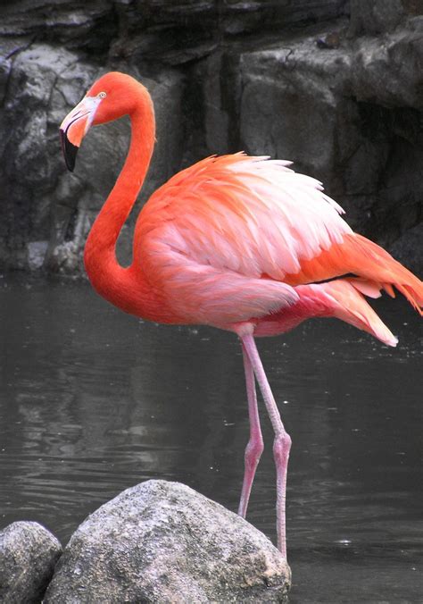 flamingo stock photo freeimagescom