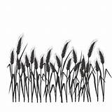 Wheat Silhouette Clipart Field Grass Clip Fields Vector Transparent Clipground Library sketch template