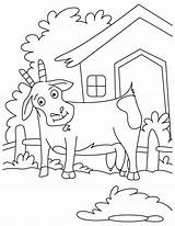 Coloring Goat Pages Great Color Initial Tamed Pygmy Goats Popular Library Clipart Coloringhome Line sketch template