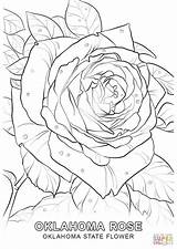 Oklahoma Coloring State Flower Pages Drawing Rose Printable Sheets Flag Supercoloring Getdrawings Choose Board sketch template