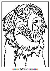 Bernese Sennenhund Berner Makers Besuchen Pblog sketch template