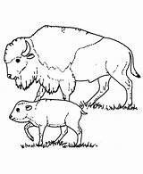 Coloring Buffalo Pages Kids Getcolorings Bison Color Printable sketch template