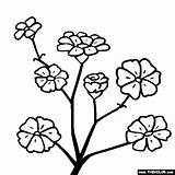 Coloring Breath Flower Flowers Pages Baby Gypsophila Color Drawing Babys Cartoon Clipartbest Clipart Drawings Thecolor Visit sketch template