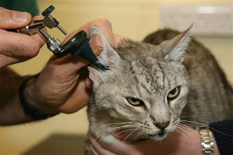 ear mites in cats treatment and symptoms blue cross