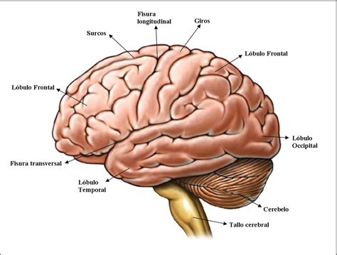 cjma laboratorio  el sistema nervioso  los organos sensoriales