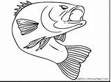 Trout Rainbow Coloring Pages Remarkable Fish Color Getcolorings Getdrawings Printable sketch template