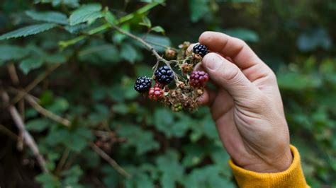 grow  care   blackberry plant