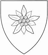 Edelweiss Flower Drawing Sketch Mistholme Getdrawings Flowers Paintingvalley Shield Haplogroup Subclade Badge Interest Any Columbine Drawings Types Accepted Dra sketch template