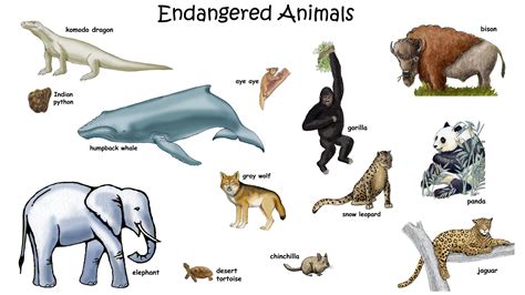 picture  endangered animals  names  kids hd wallpapers