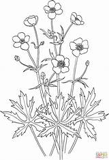 Buttercup Jaskier Acris Ranunculus Butterblume Supercoloring Bouton Kolorowanka Ostry Kolorowanki Ausmalbilder Ausmalbild Malvorlagen Ausdrucken sketch template