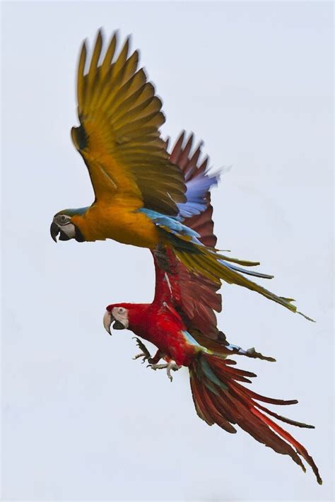 flying parrots  adrian zen  px flying parrot parrot parrot flying