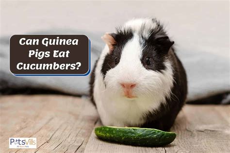 guinea pigs eat cucumbers ultimate feeding guide