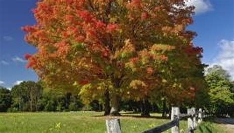 grow red maples  seed garden guides