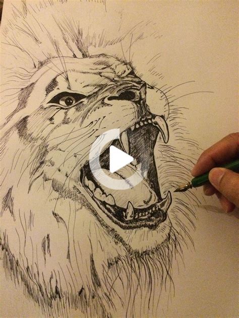 lion drawing animal drawings animal sketches