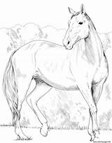 Coloring Pages Mare Warmblood Heavy Horse Printable sketch template