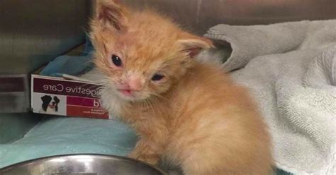 sick smushed face kitten    death needle    find  home