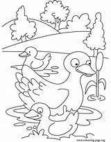 Coloring Duck Pages Duckling Ducklings Mother Ugly Ducks Kids Printable Colouring Quack Swim Way Make Her Drawing Swimming Color Template sketch template
