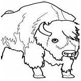 Bison Coloring Male sketch template