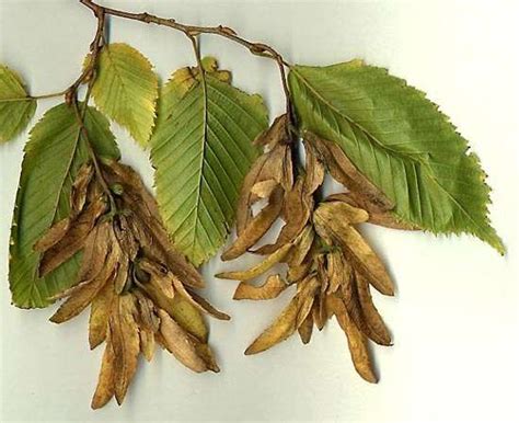 european hornbeam plant britannicacom