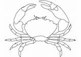 Crabs Caranguejo Colorir Krab Krabbe Kleurplaat Shrimp Krebse Krebstiere Kleurplaten Imprimir Gigante Categorieën Lobster sketch template