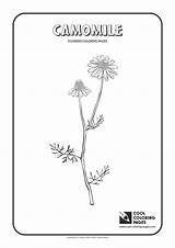 Coloring Pages Camomile Cool Flowers Print Plants sketch template
