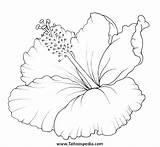 Flower Hibiscus Coloring Pages Plumeria Printable Drawing Hawaiian Orquideas Flowers Tattoo Tattoos Dibujos Tropical Print Getcolorings Drawings Getdrawings Choose Board sketch template