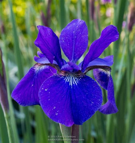 siberian irises beautiful flower pictures blog