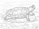 Coloring Slider Red Eared Pages Turtle Terrapin Drawing Supercoloring Turtles Printable Sketch Sheet Reptiles Super Drawings Colouring Tortoise Animal sketch template