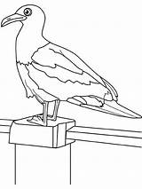 Seagull Pomba Fence Netart Tudodesenhos sketch template