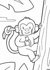 Mewarnai Monyet Tulamama Monkeys Climb Anak Tk sketch template