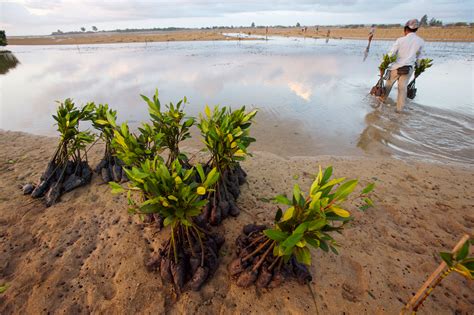 mangrove restoration frustration hakai magazine