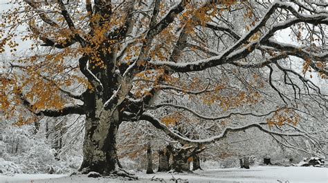 common   winter damage  trees treenewal